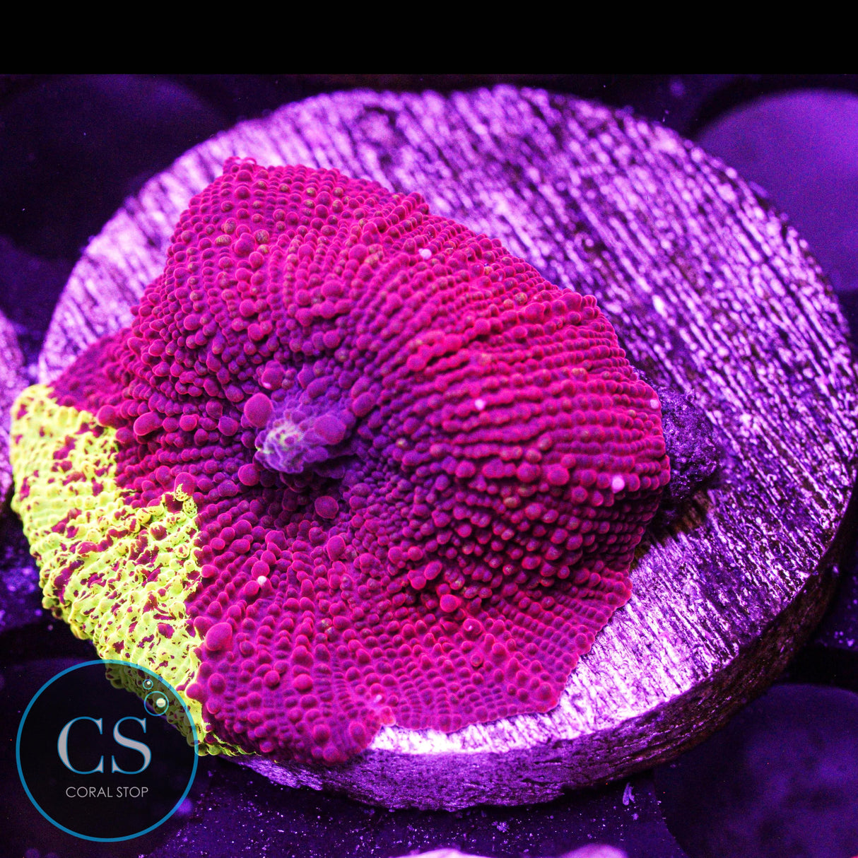 Eclectus Jawbreaker Mushroom
