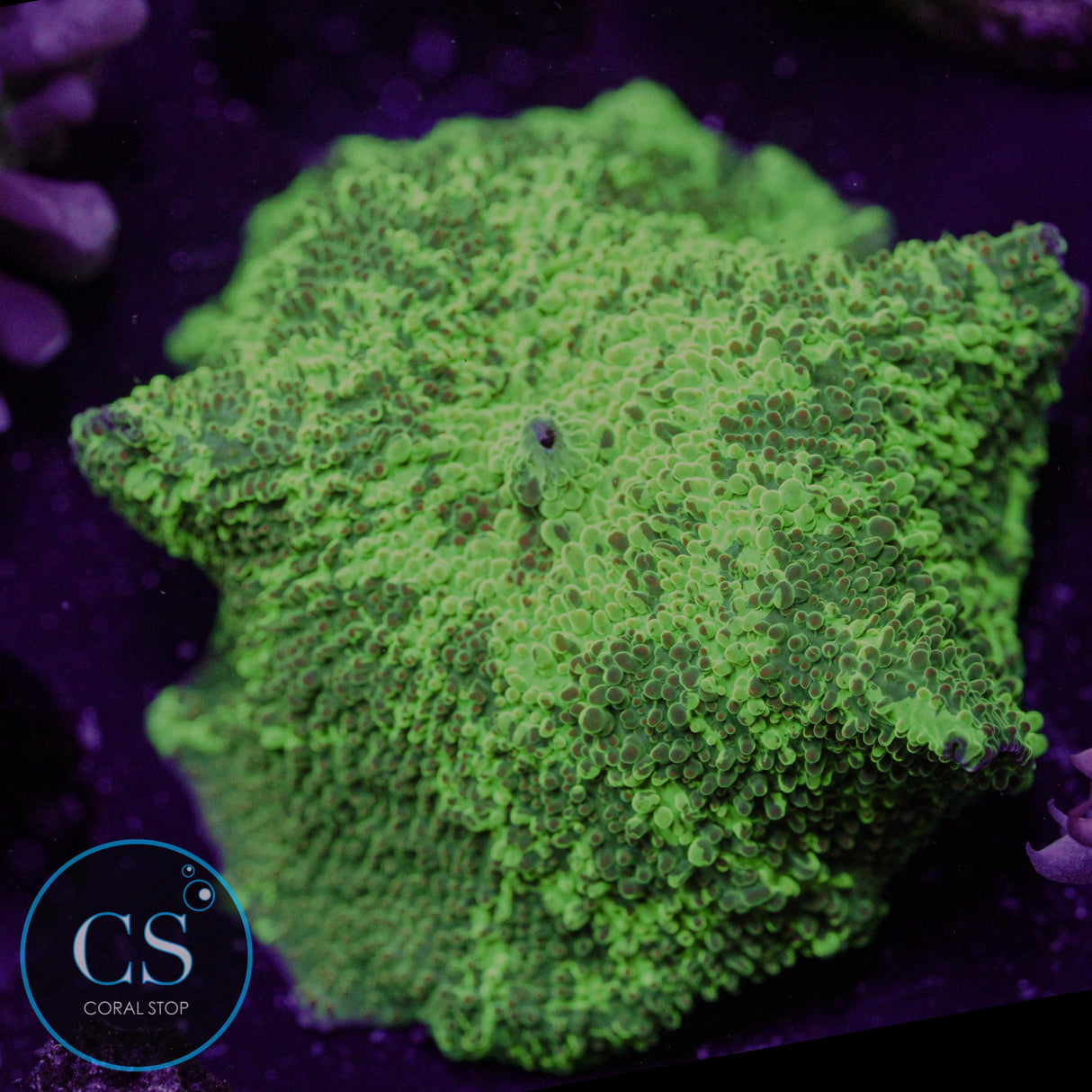 Kryptonite Jawbreaker Mushroom
