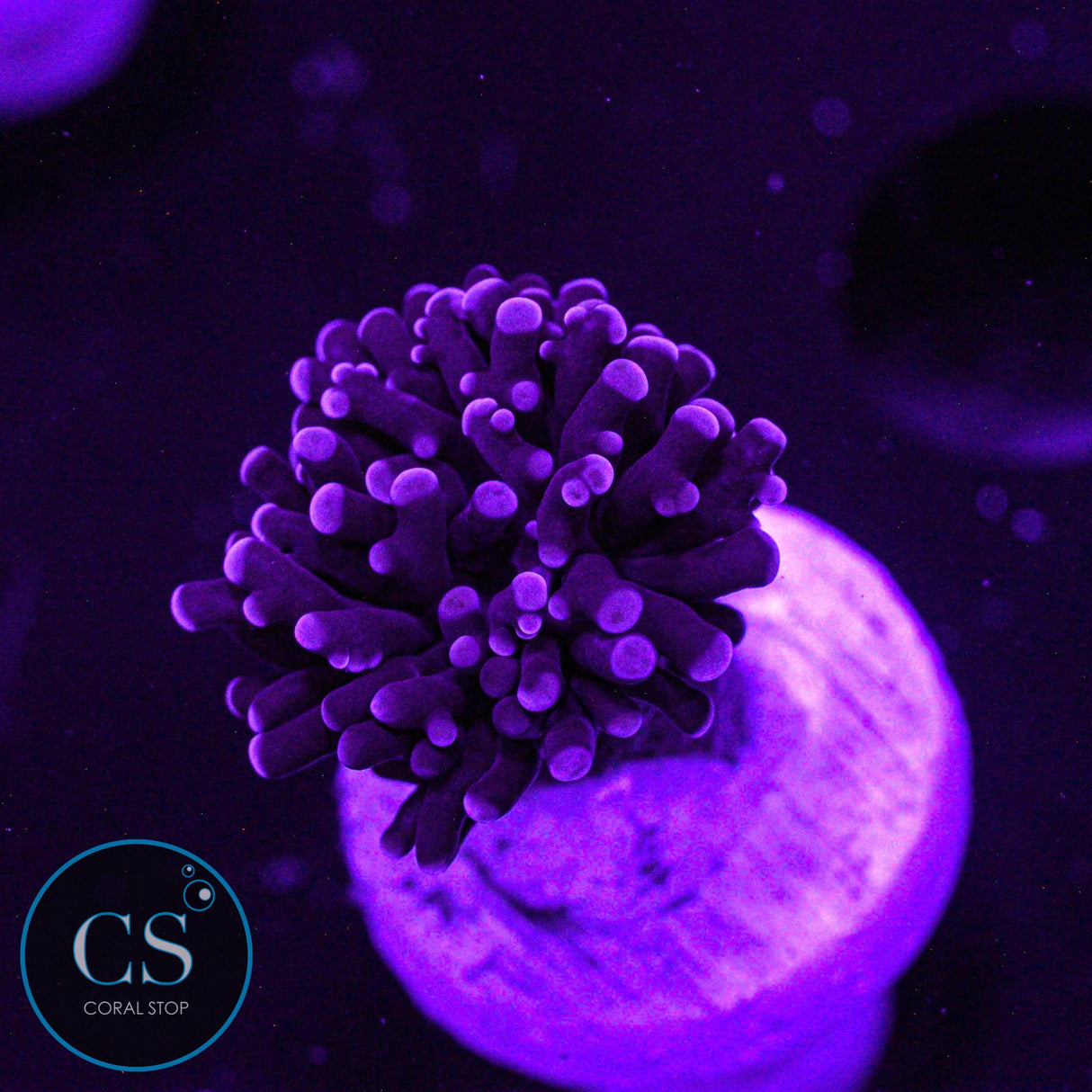 Mini Purple Frammer