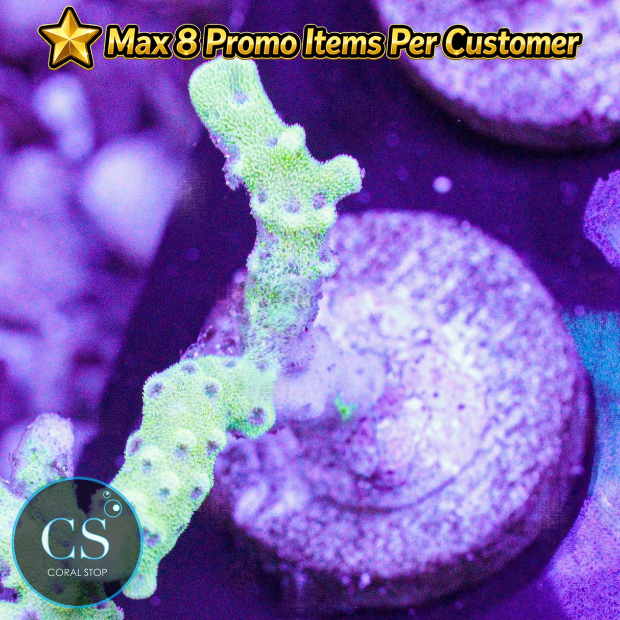 Goldenrod Anacropora