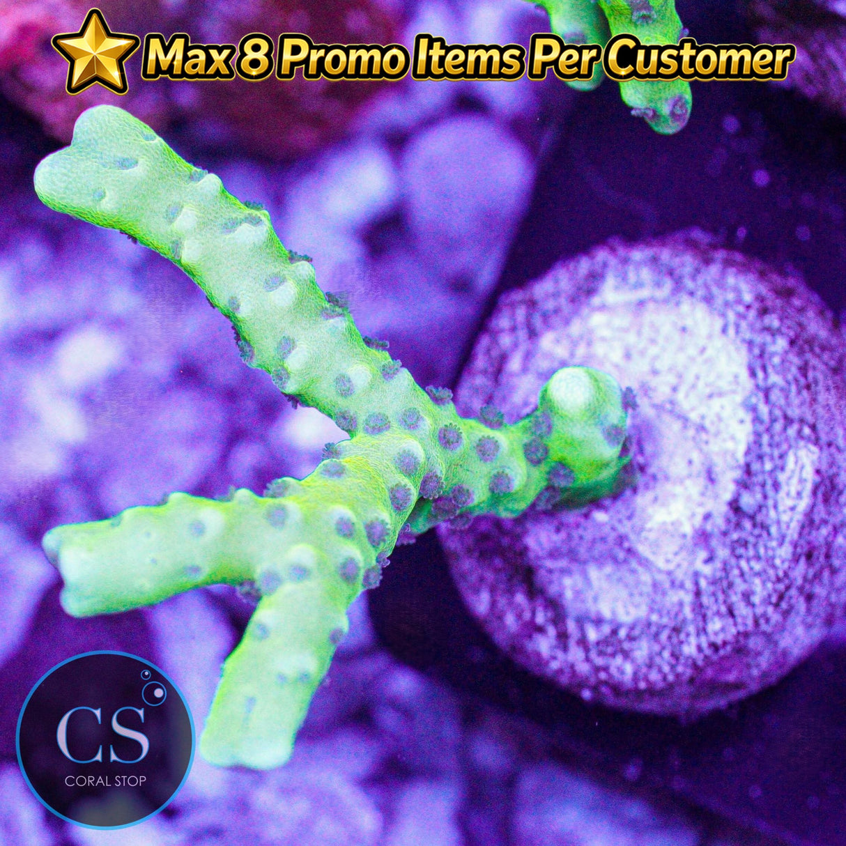 Goldenrod Anacropora