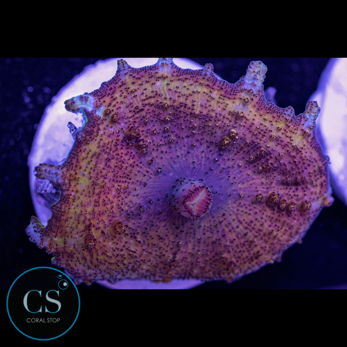 Neglectus Mushroom