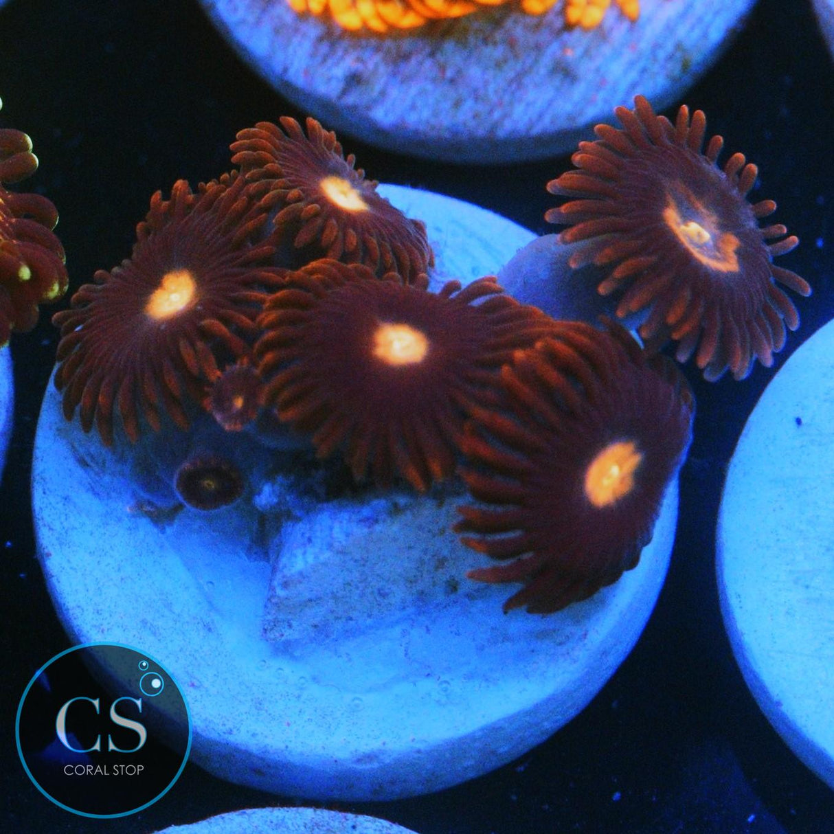 JPS MYSTIQUE ZOA