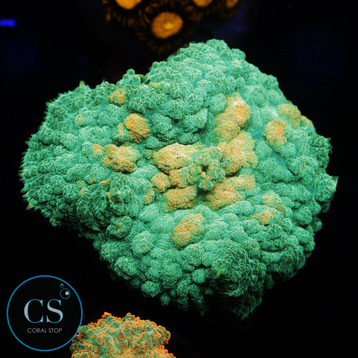 LARGE GOLD MINE MUSHROOM