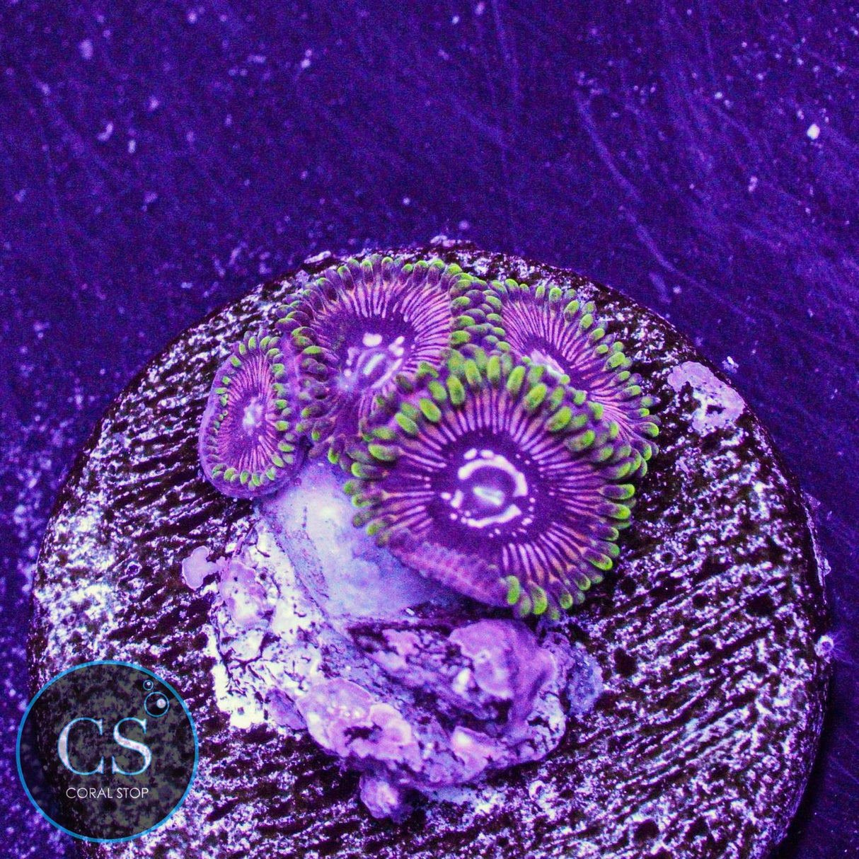 WWC Black Orchid Zoa