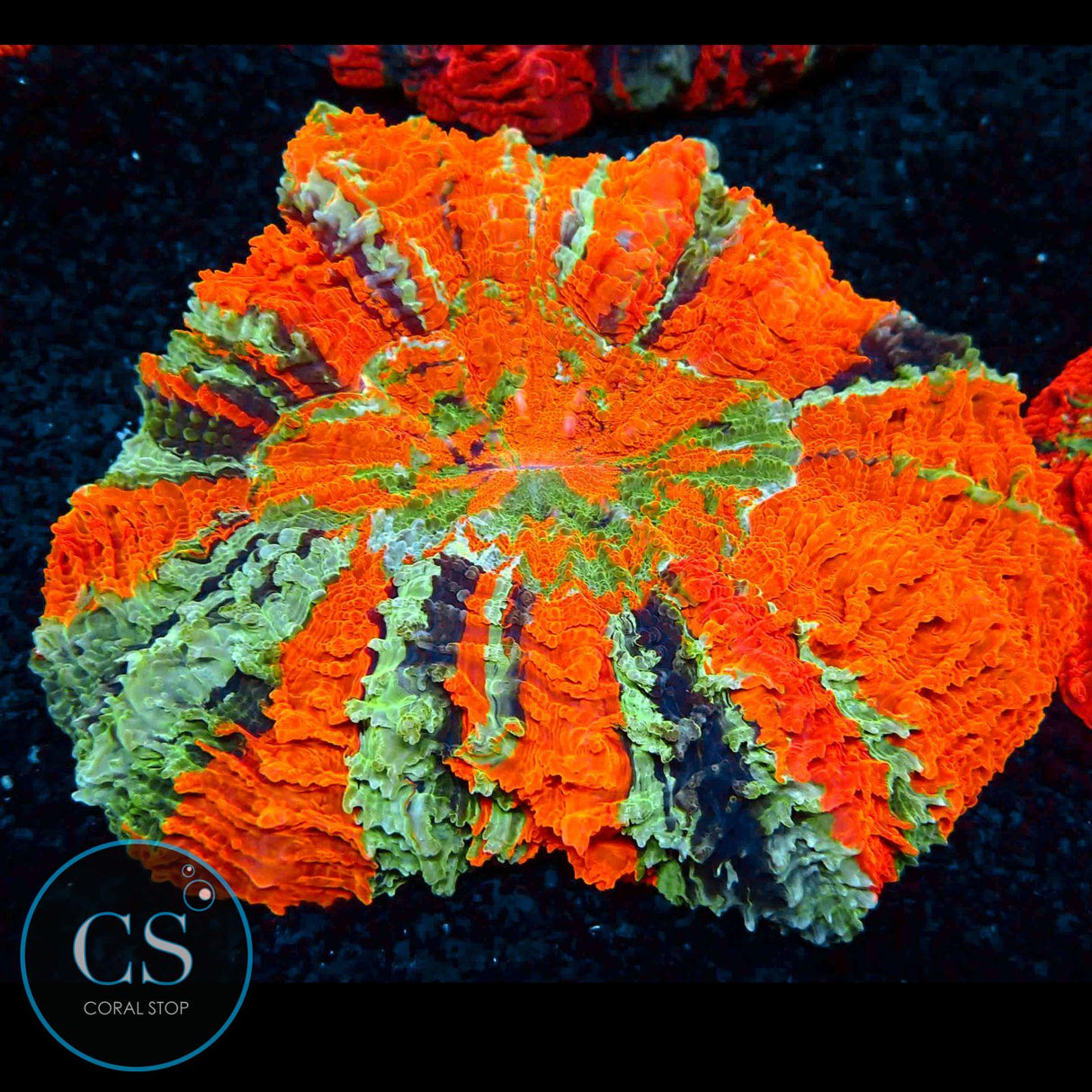 RAINBOW MASTER ACANTHOPHYLIA