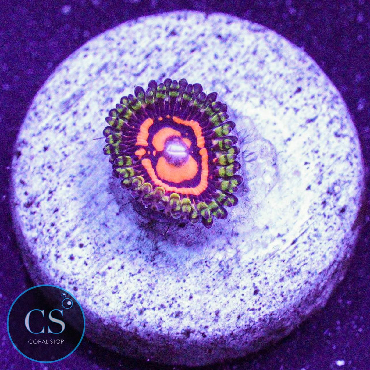 Reverse Hallucination Zoa
