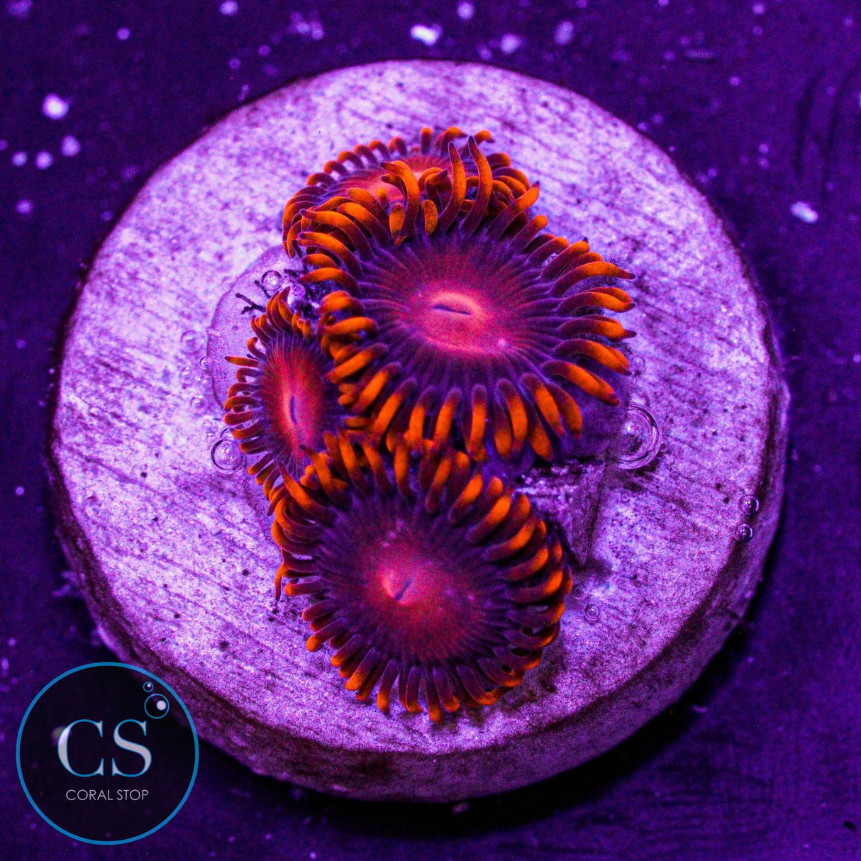 Orange Bam Bam Zoa