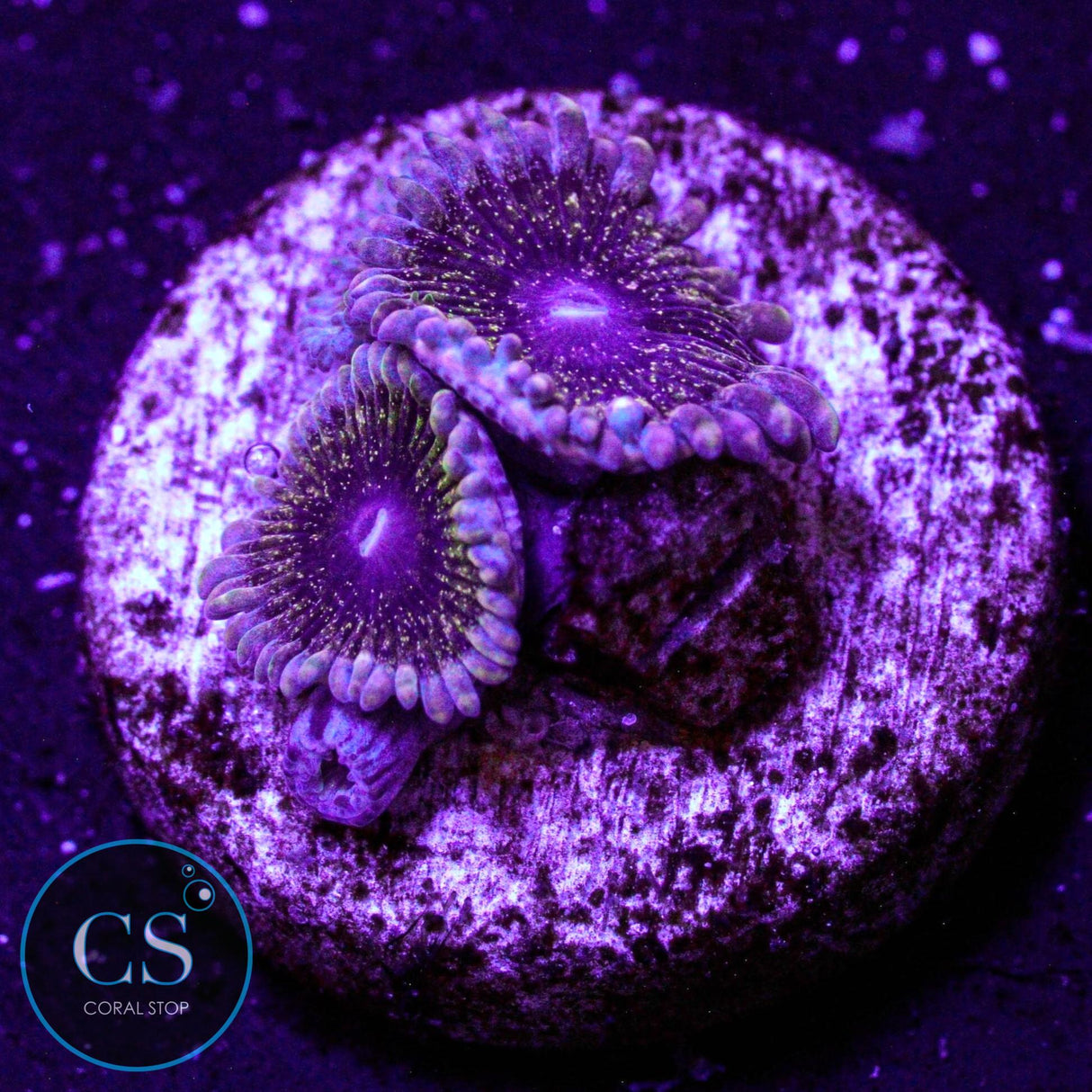 Solar Circus Zoa