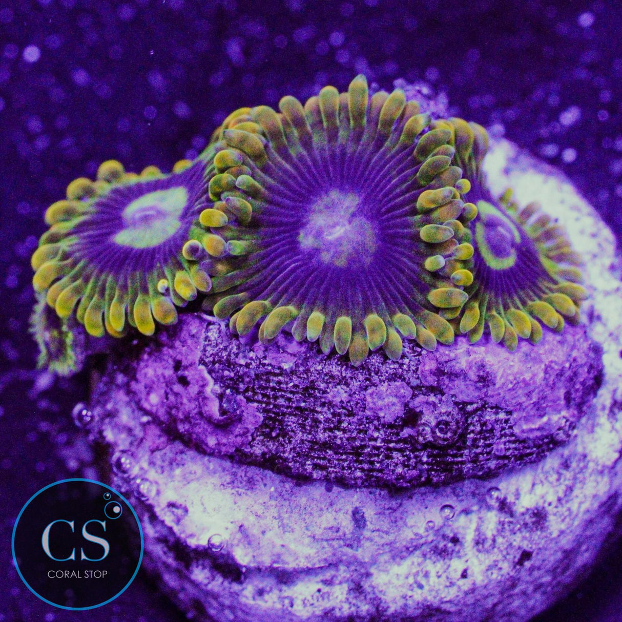 Rainbow Yoda Zoa