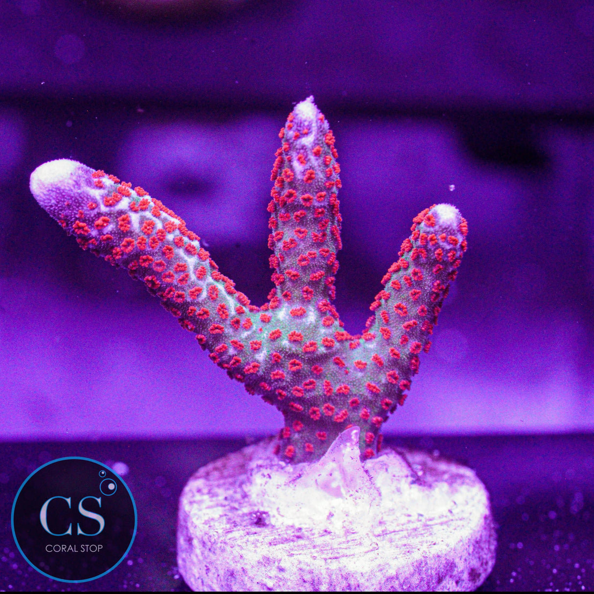 Bubblegum Digitata