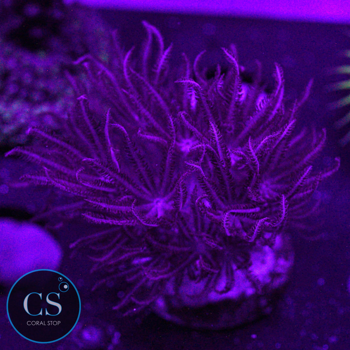 Rare Red Pulsing Xenia