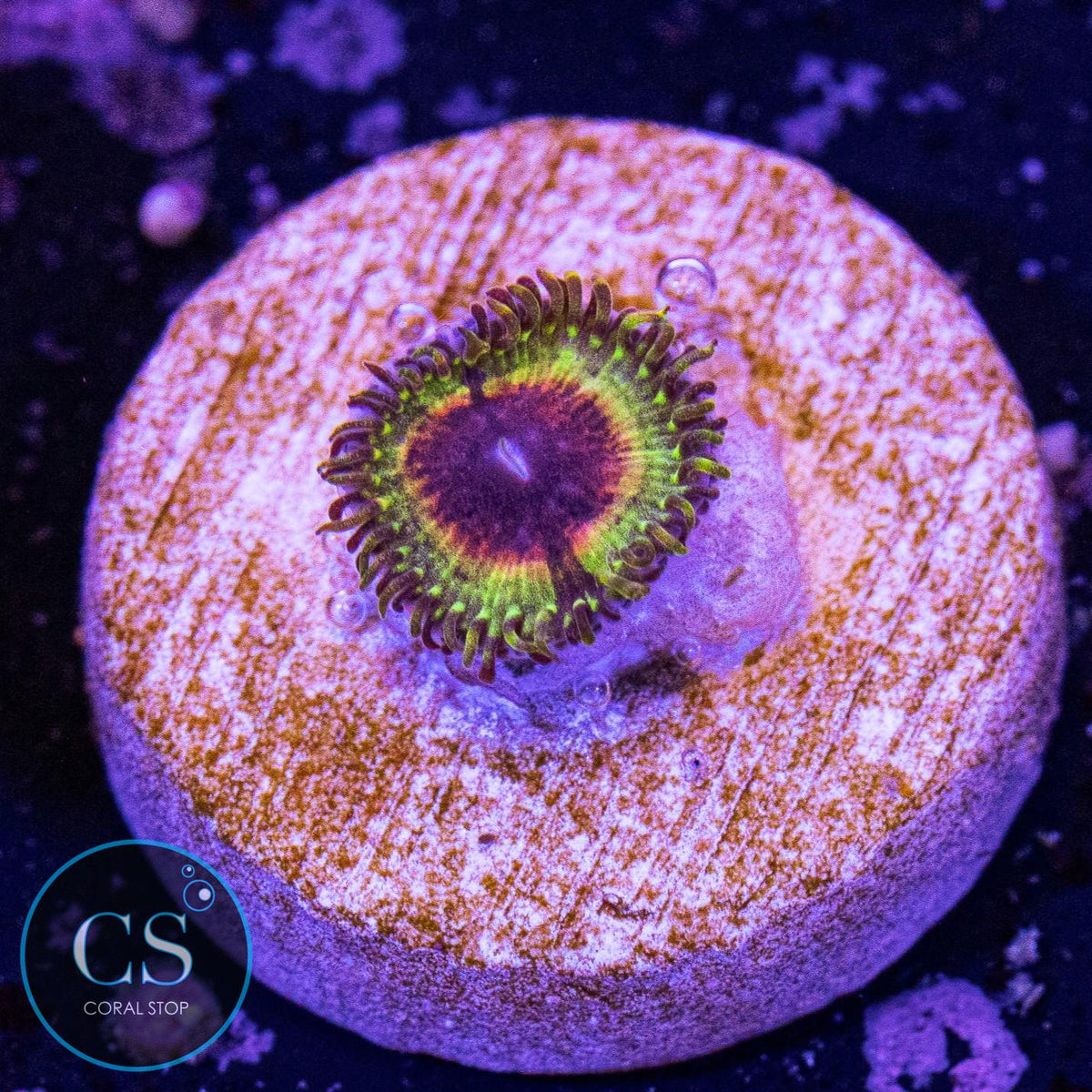 Little Shop Of Horror Zoa