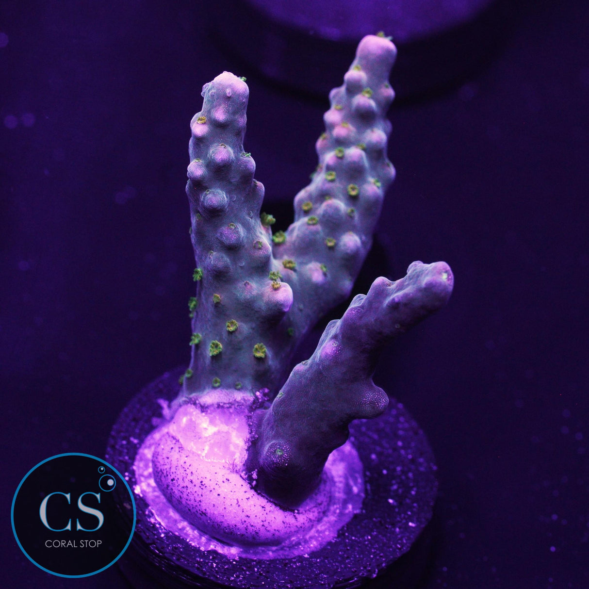 WWC Mojo Man Acro