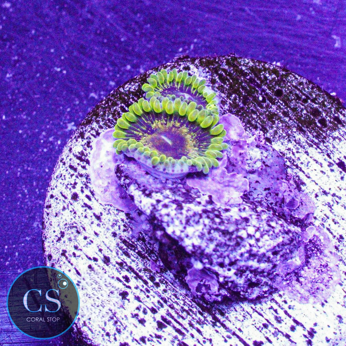 IA Purple Valor Zoa