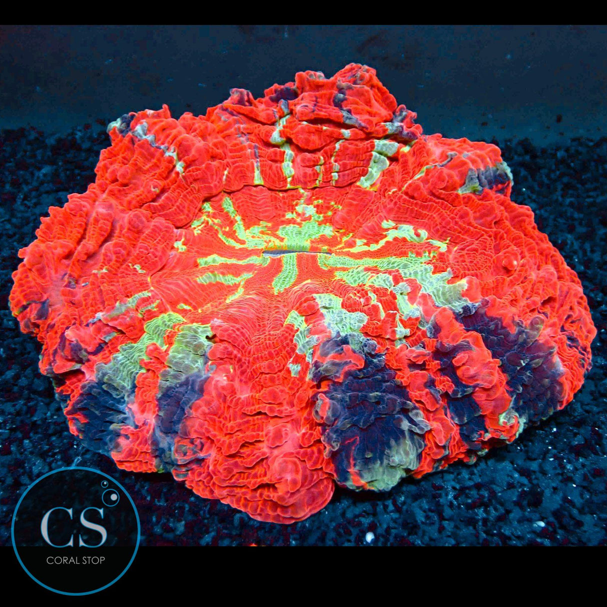 RAINBOW MASTER ACANTHOPHYLIA