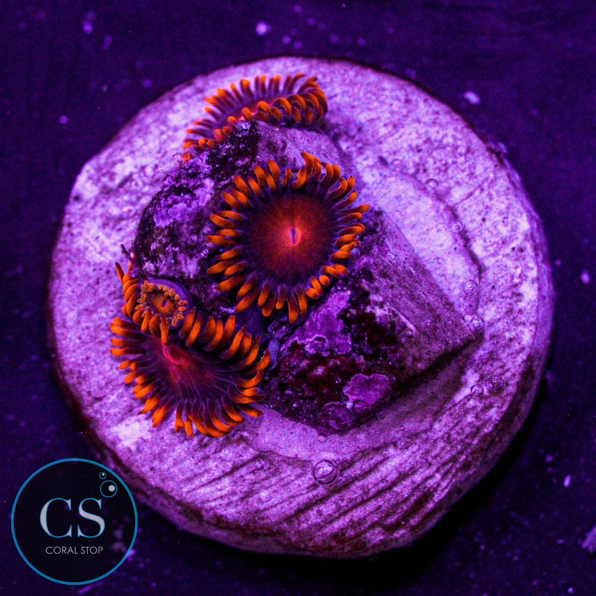 Orange Bam Bam Zoa