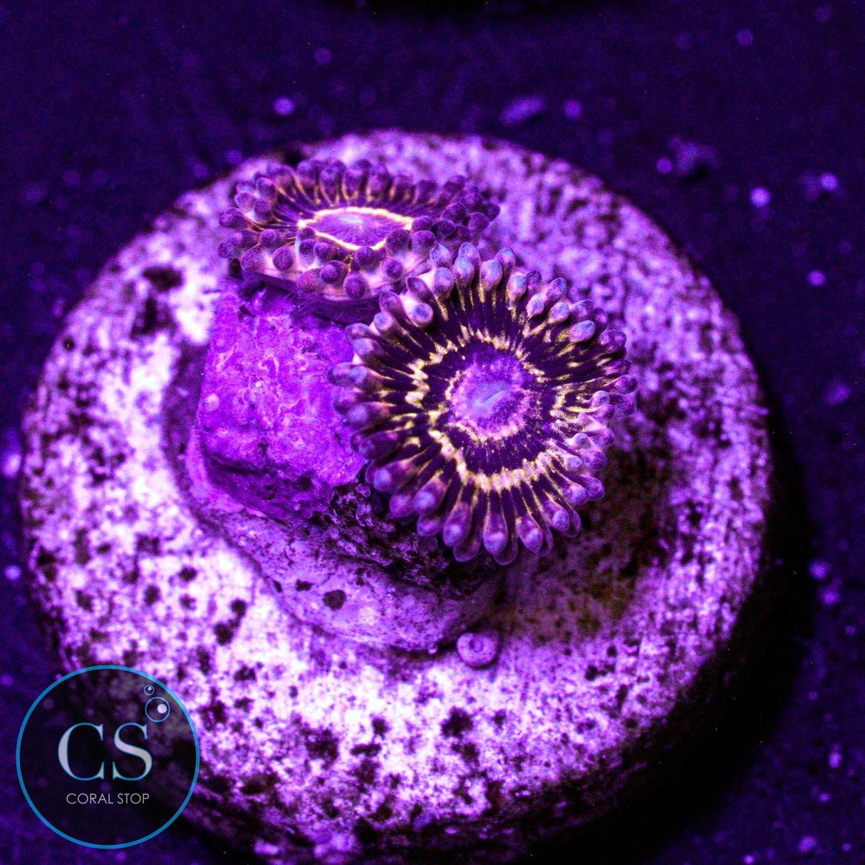Stratosphere Zoa