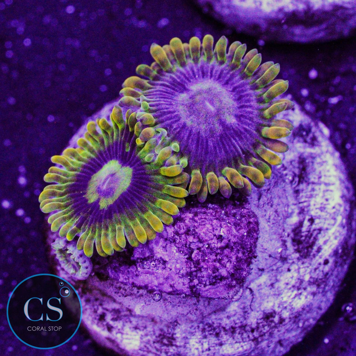 Rainbow Yoda Zoa