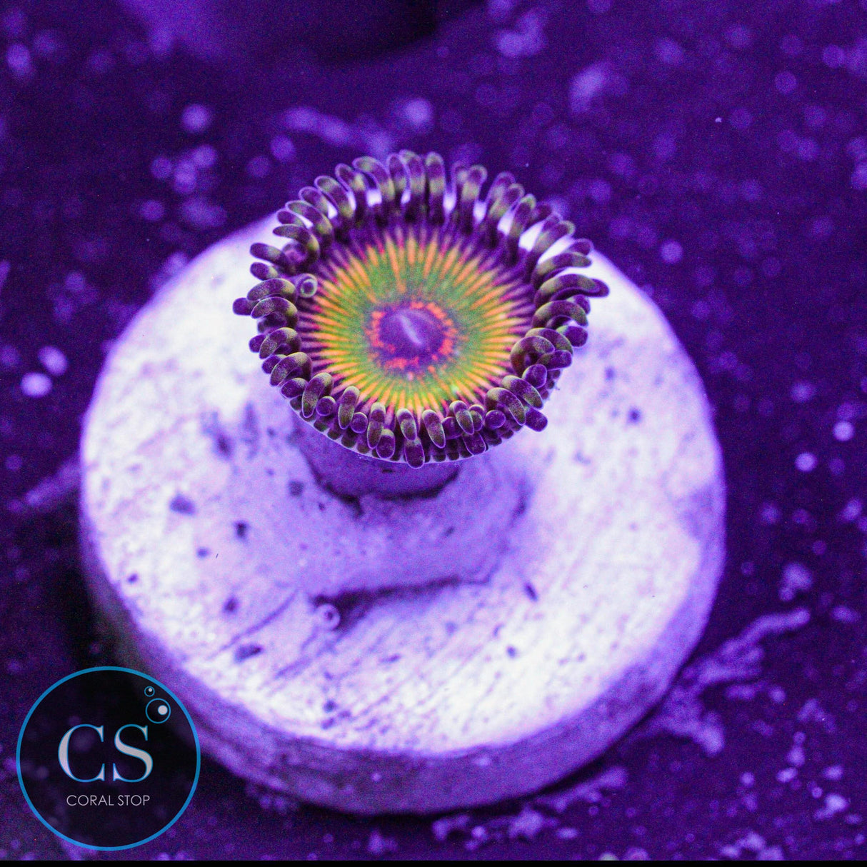 Hyper Jubilee Zoa