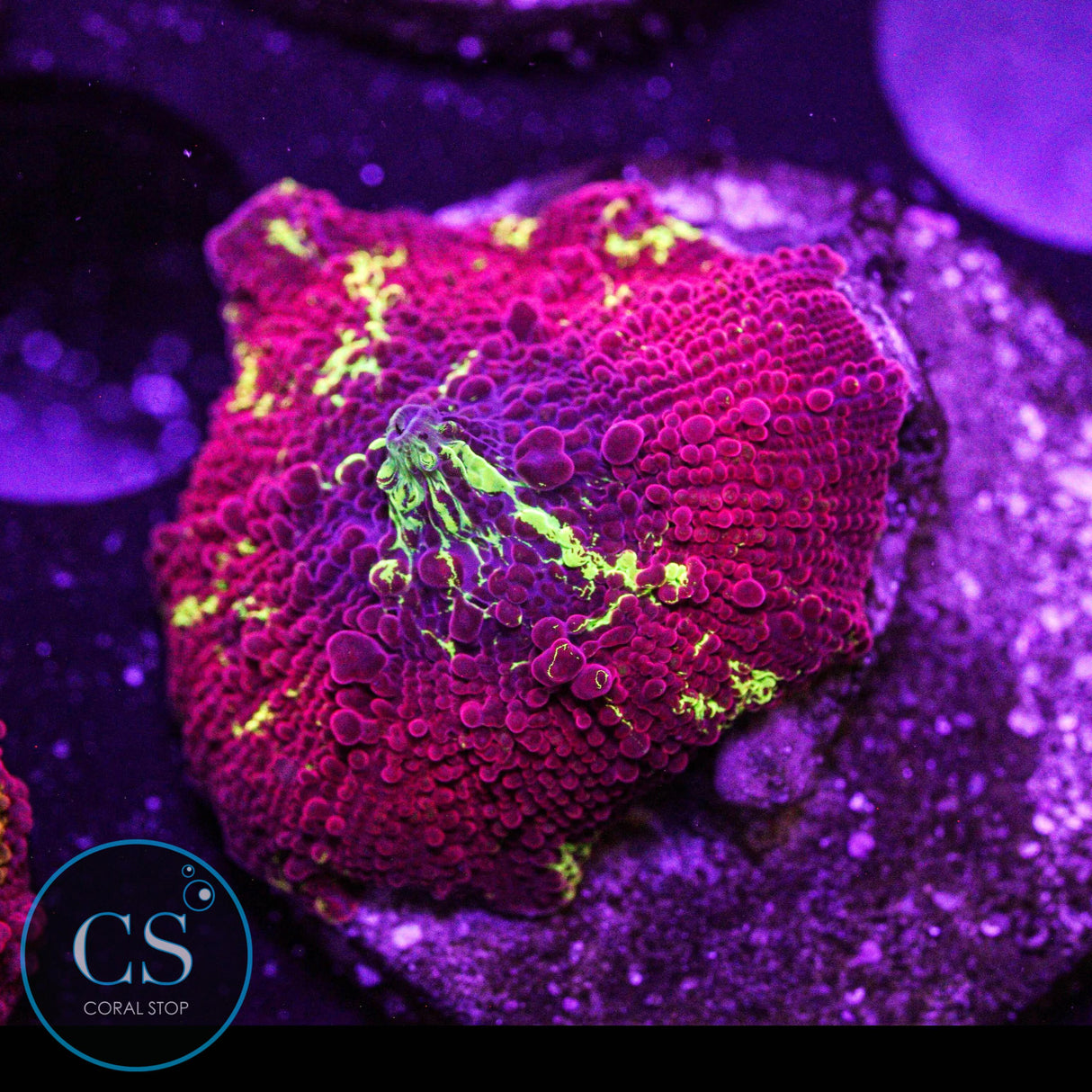 Eclectus Jawbreaker Mushroom