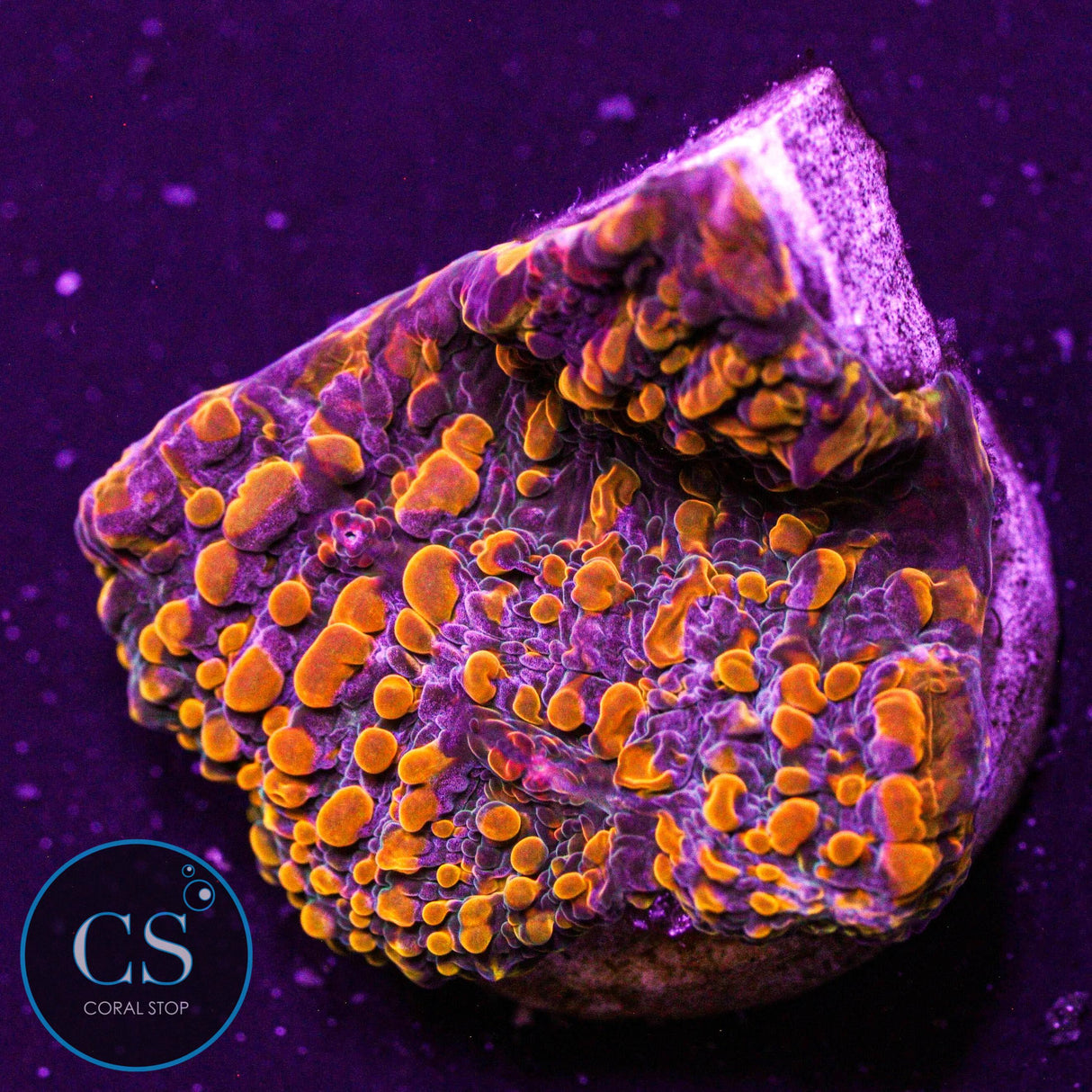 CC Cloudberry Chalice