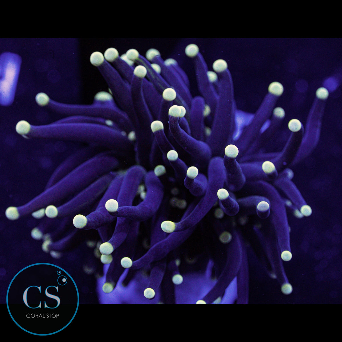 Joker Torch