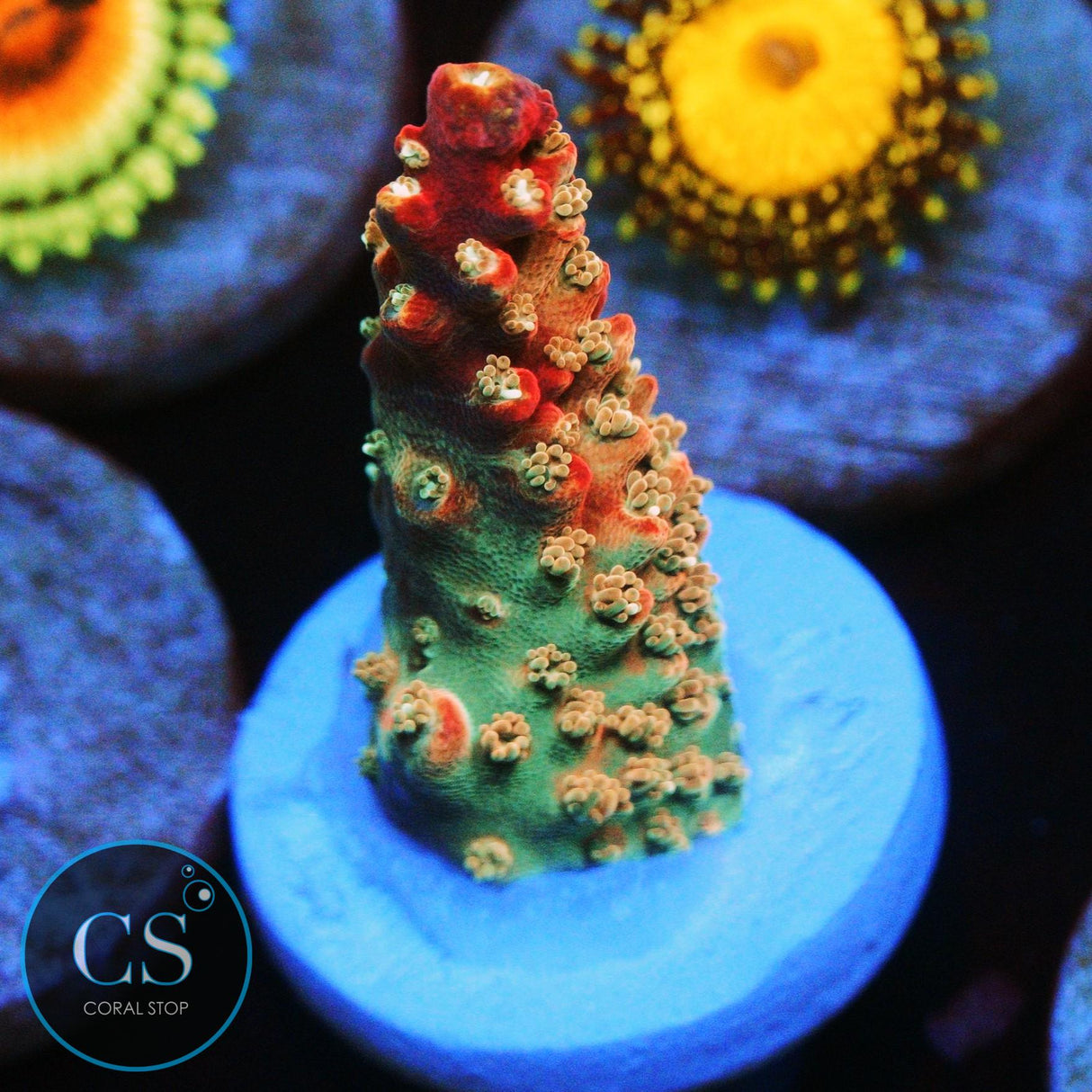 CS RAINBOW RAY ACRO