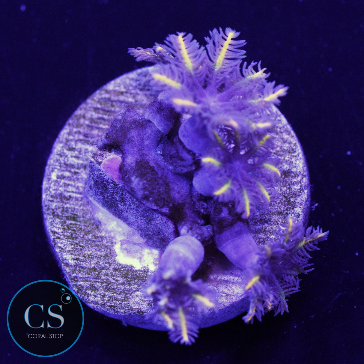 GOLDEN CLOVE POLYPS