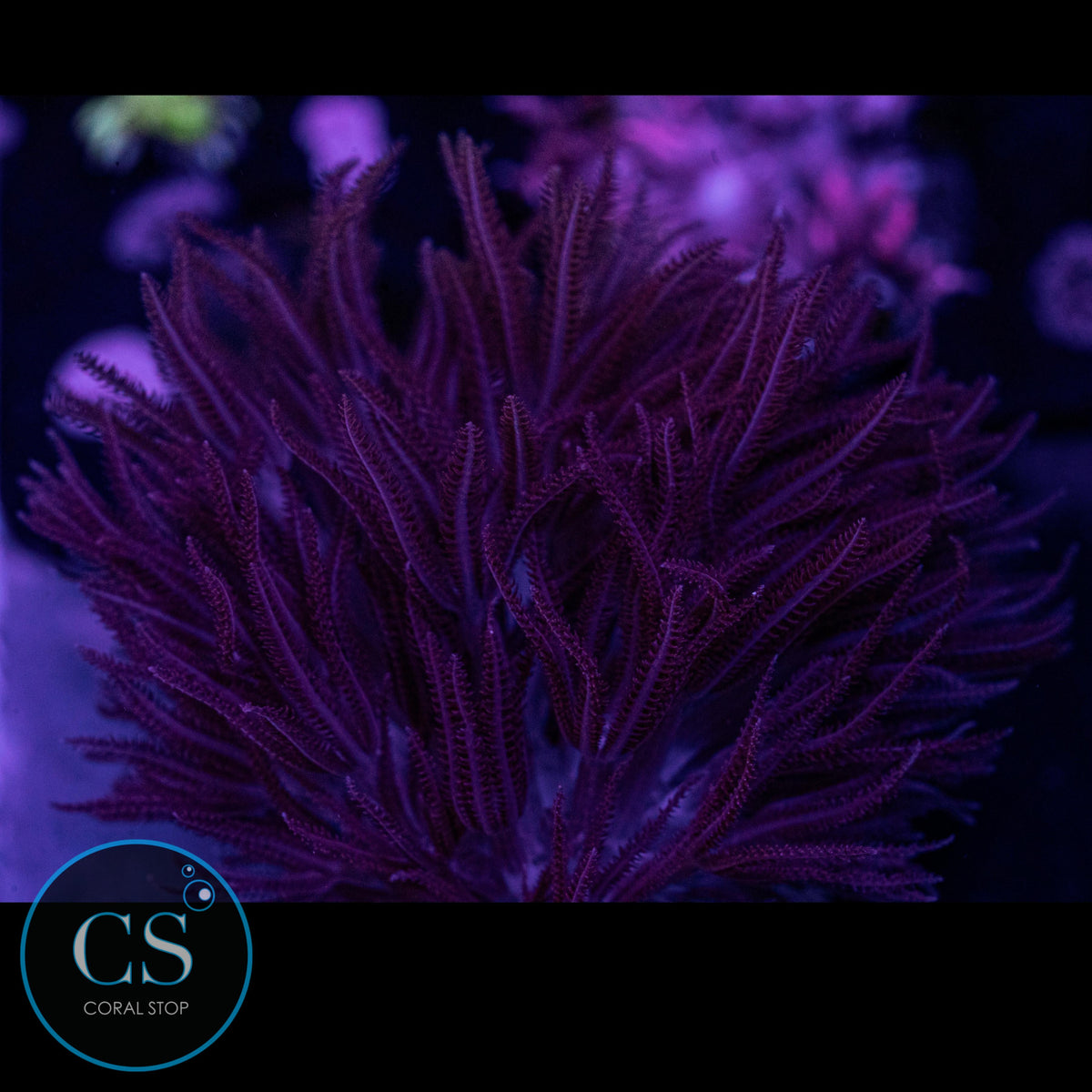 Rare Red Pulsing Xenia