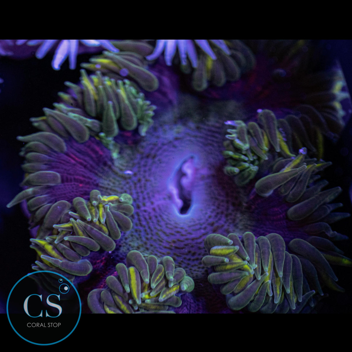 Jungle Man Rock Flower Anemone