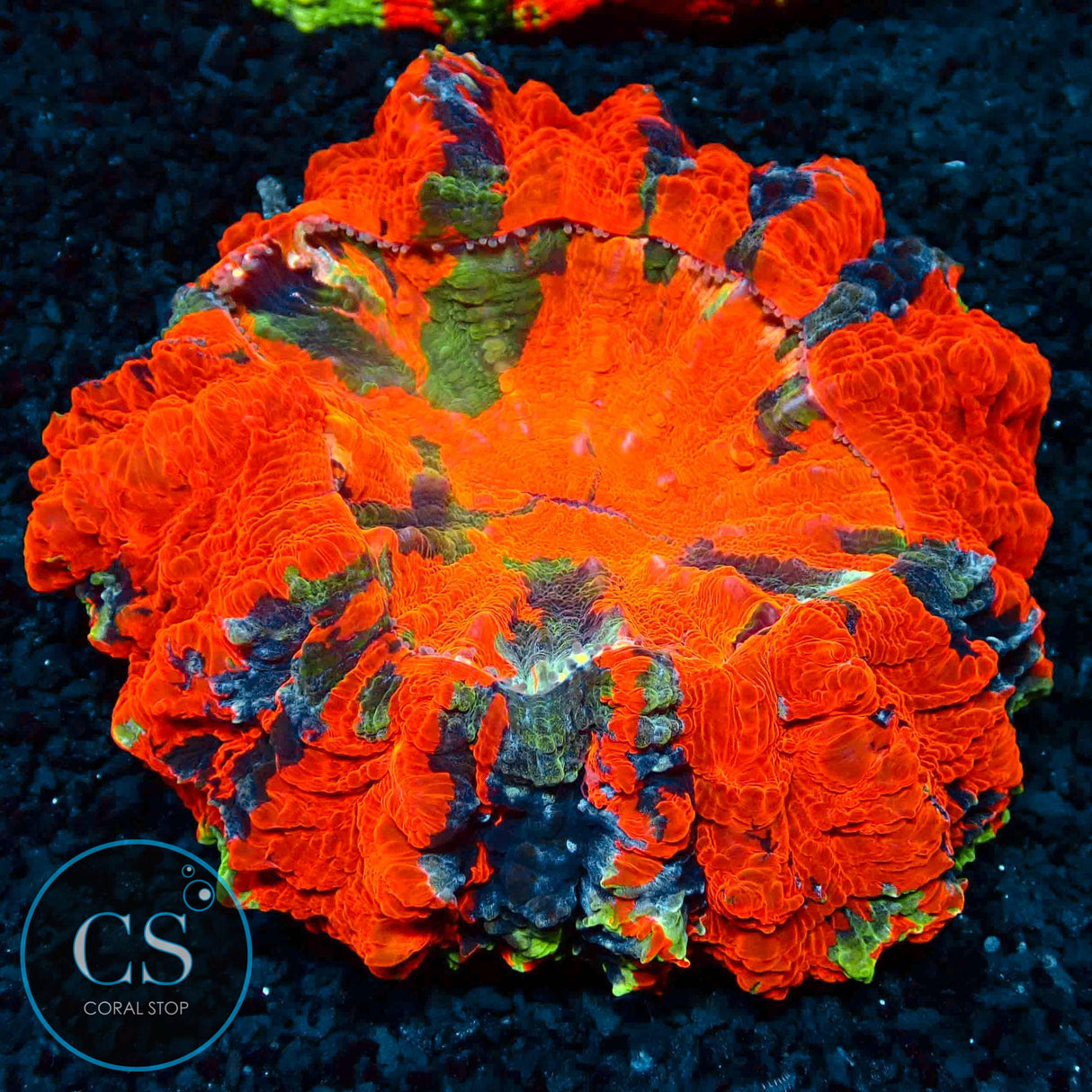 RAINBOW MASTER ACANTHOPHYLIA