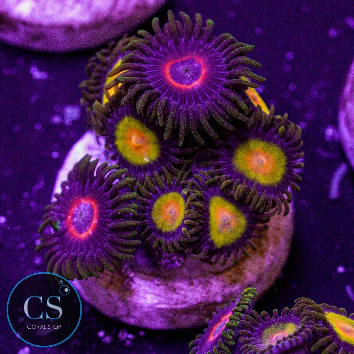 Tutti Frutti Zoa