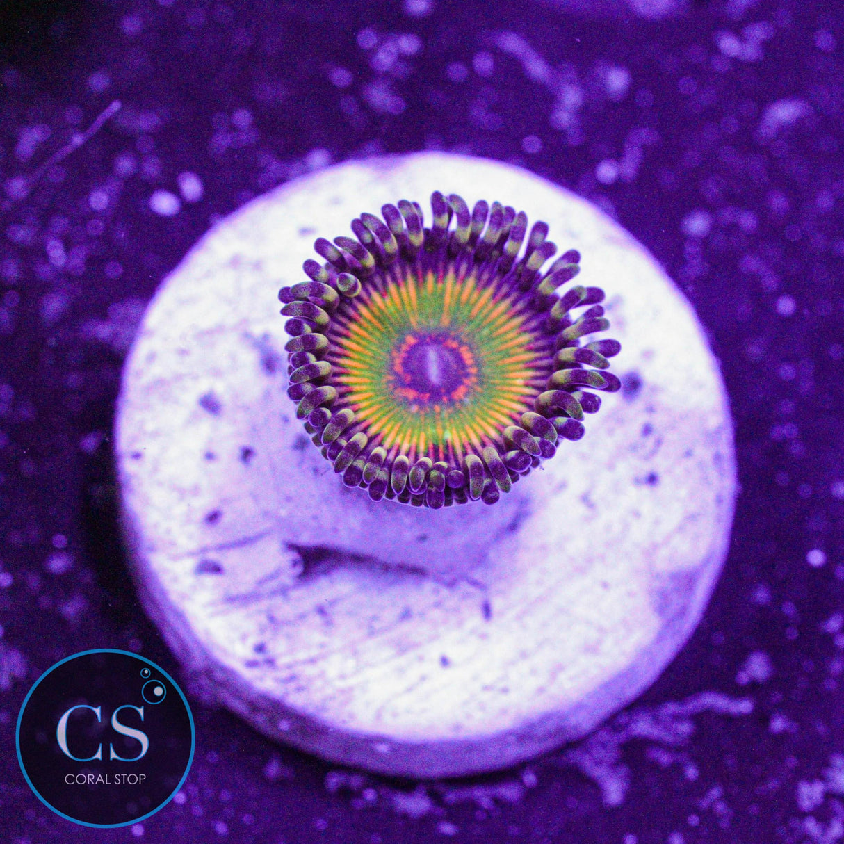 Hyper Jubilee Zoa