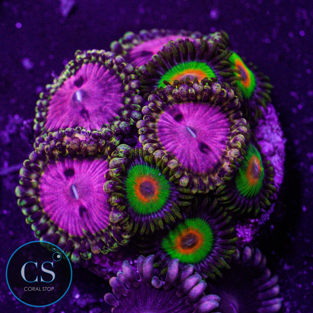 Combo Zoa