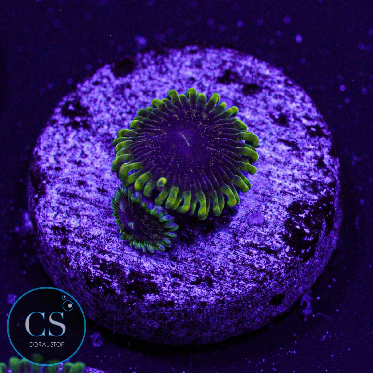 IA Purple Velour Zoa