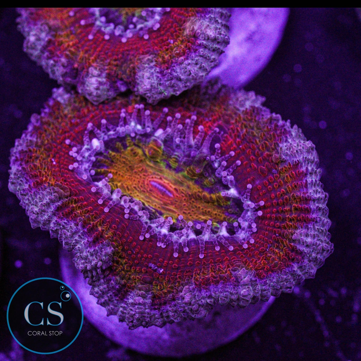 CS New Release Cosmic Bullseye Acan