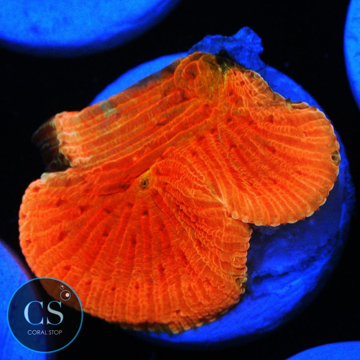 WWC DIABLO DIASERIS PLATE