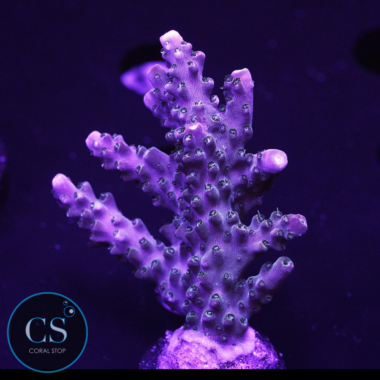 SBB Afterburner  Acro