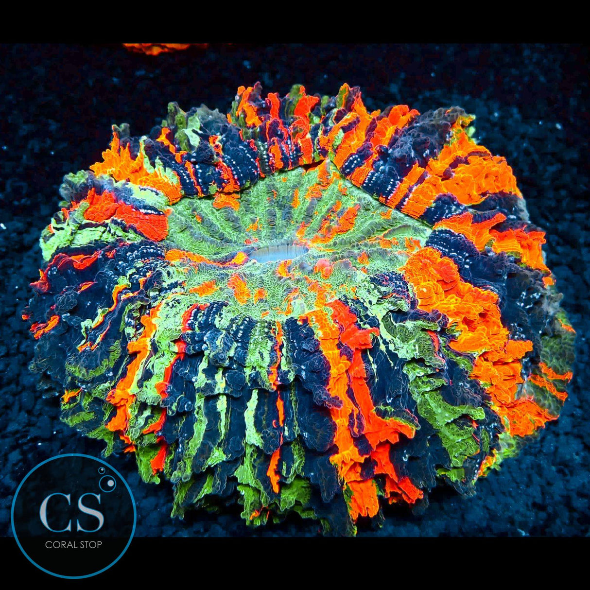 5"+ ULTIMATE RAINBOW MASTER ACANTHOPHYLIA