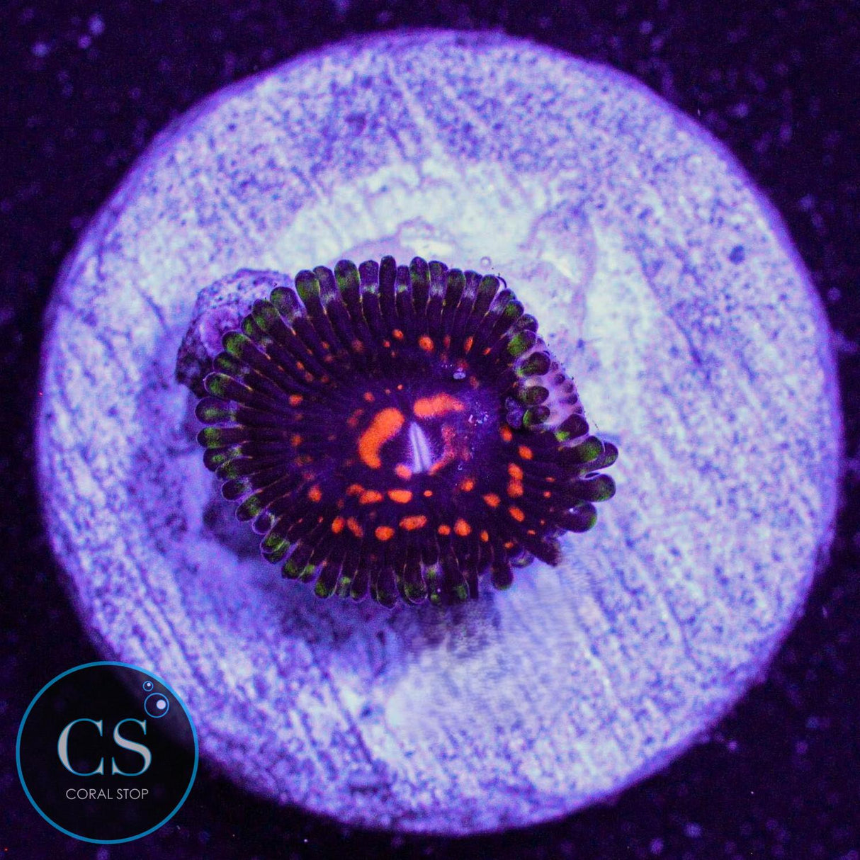 Reverse Hallucination Zoa