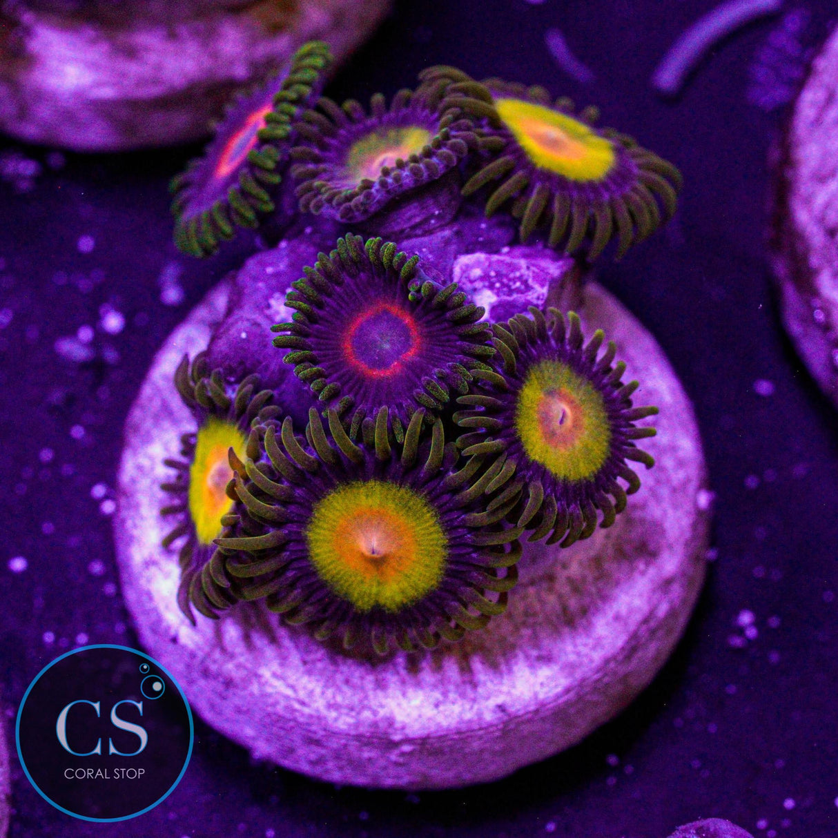 Tutti Frutti Zoa