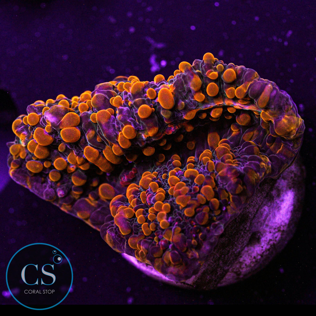 CC Cloudberry Chalice