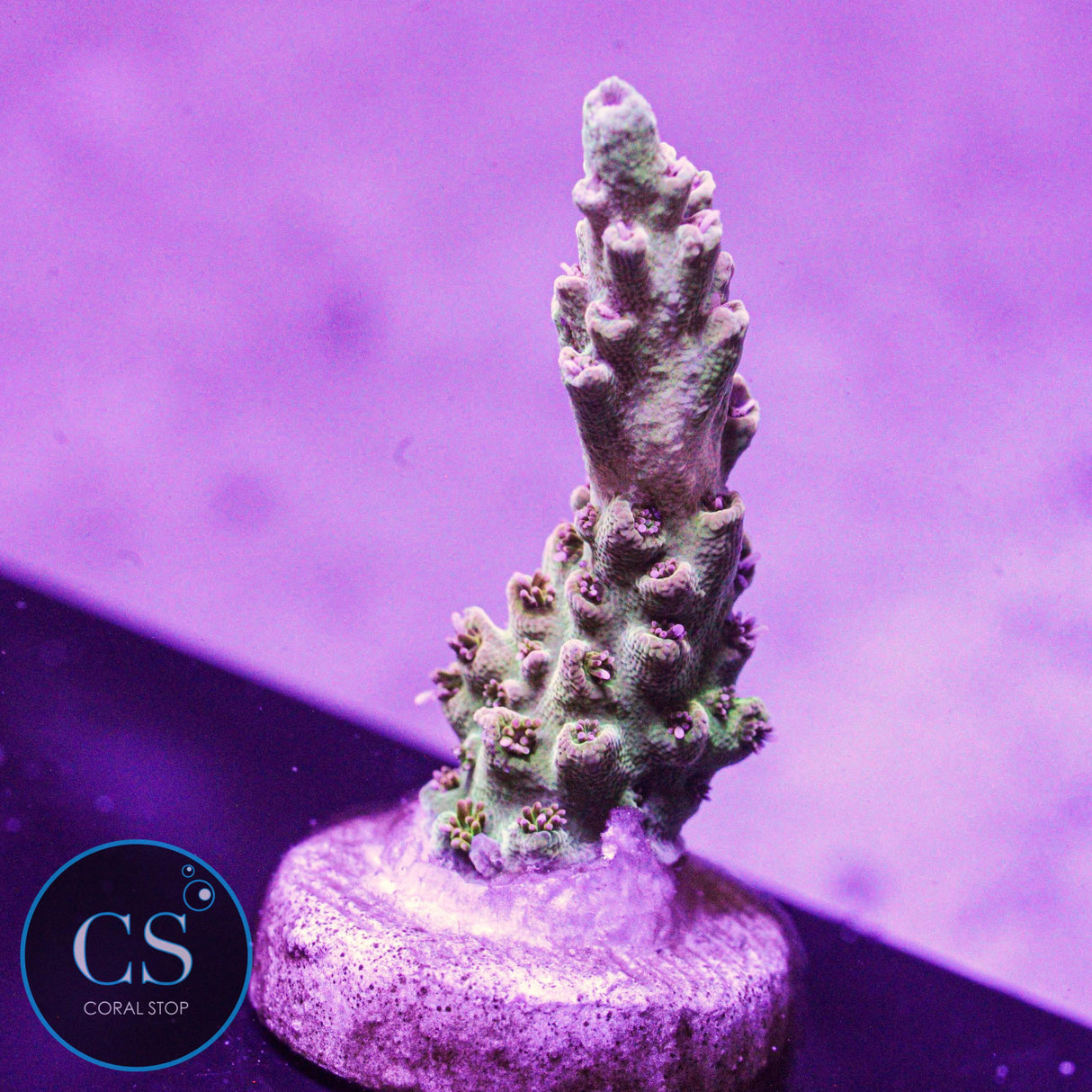 Greg's Unicorn Acro