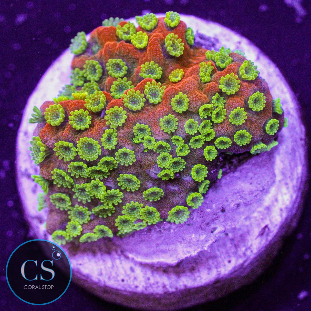 Sunset Montipora