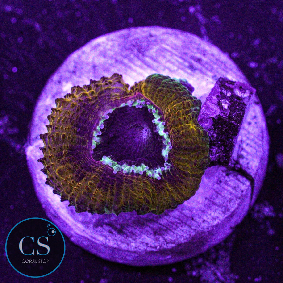 Peanut Butter Jelly Acan