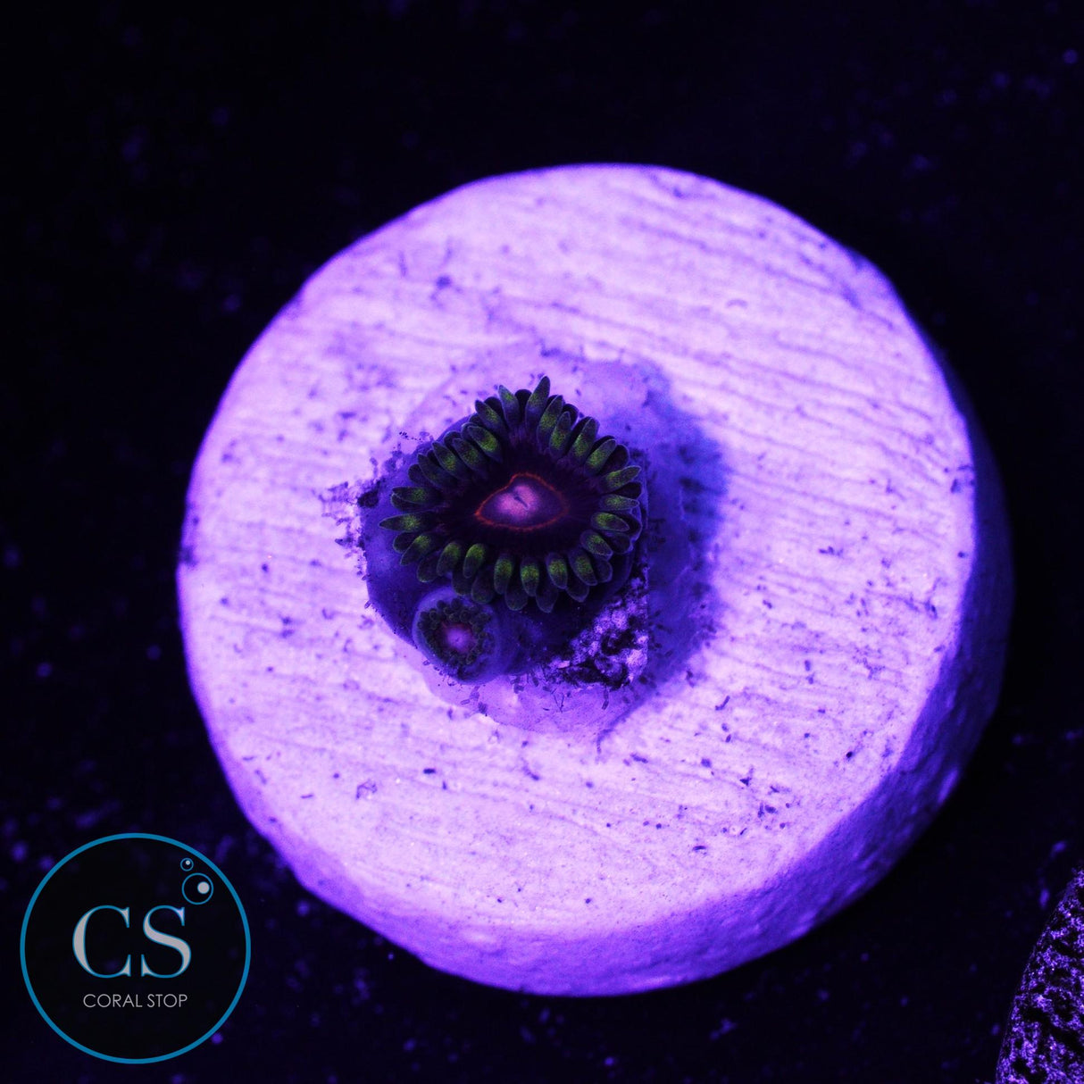 CB King Jawbreaker Zoa