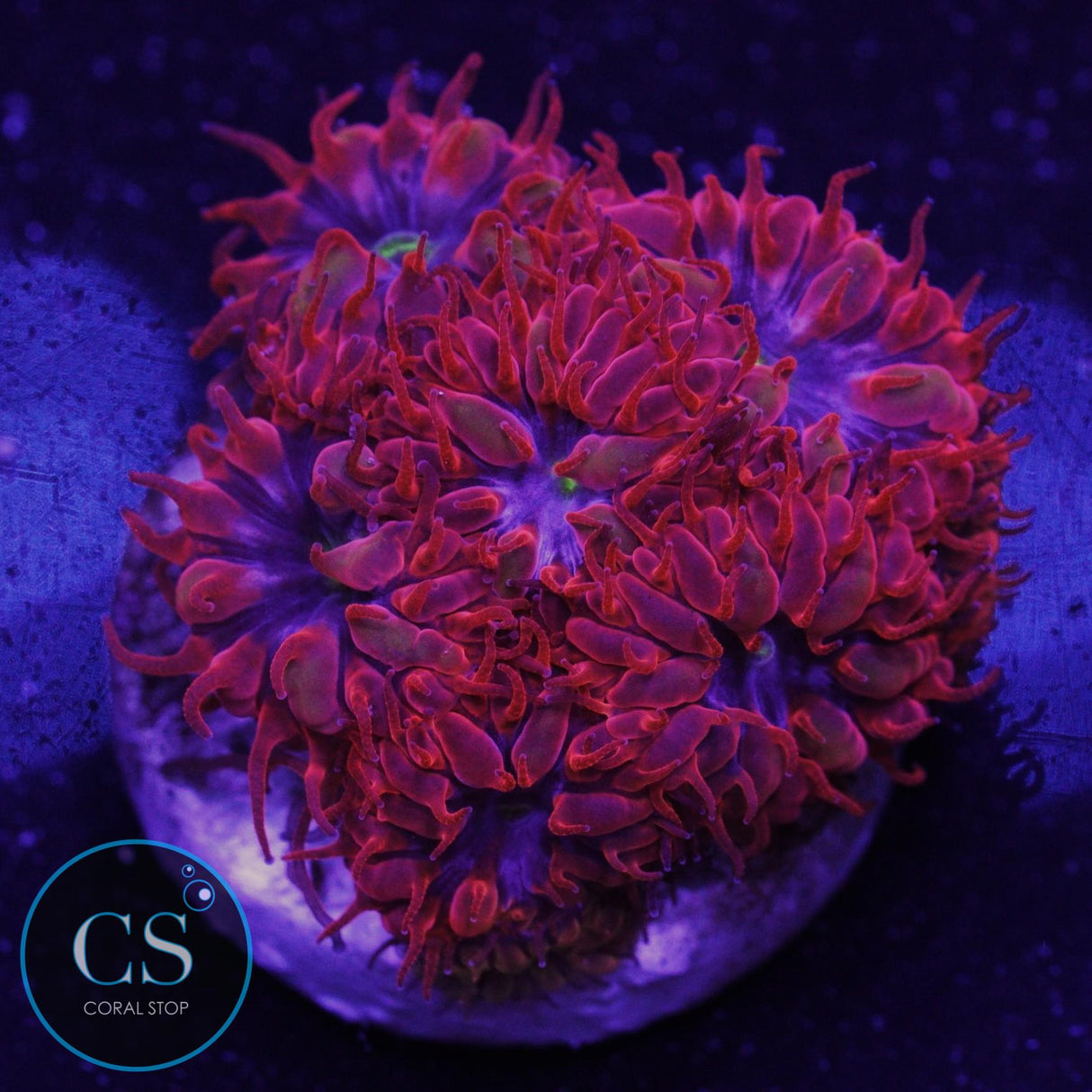 Blue Raven Blastomussa Merletti