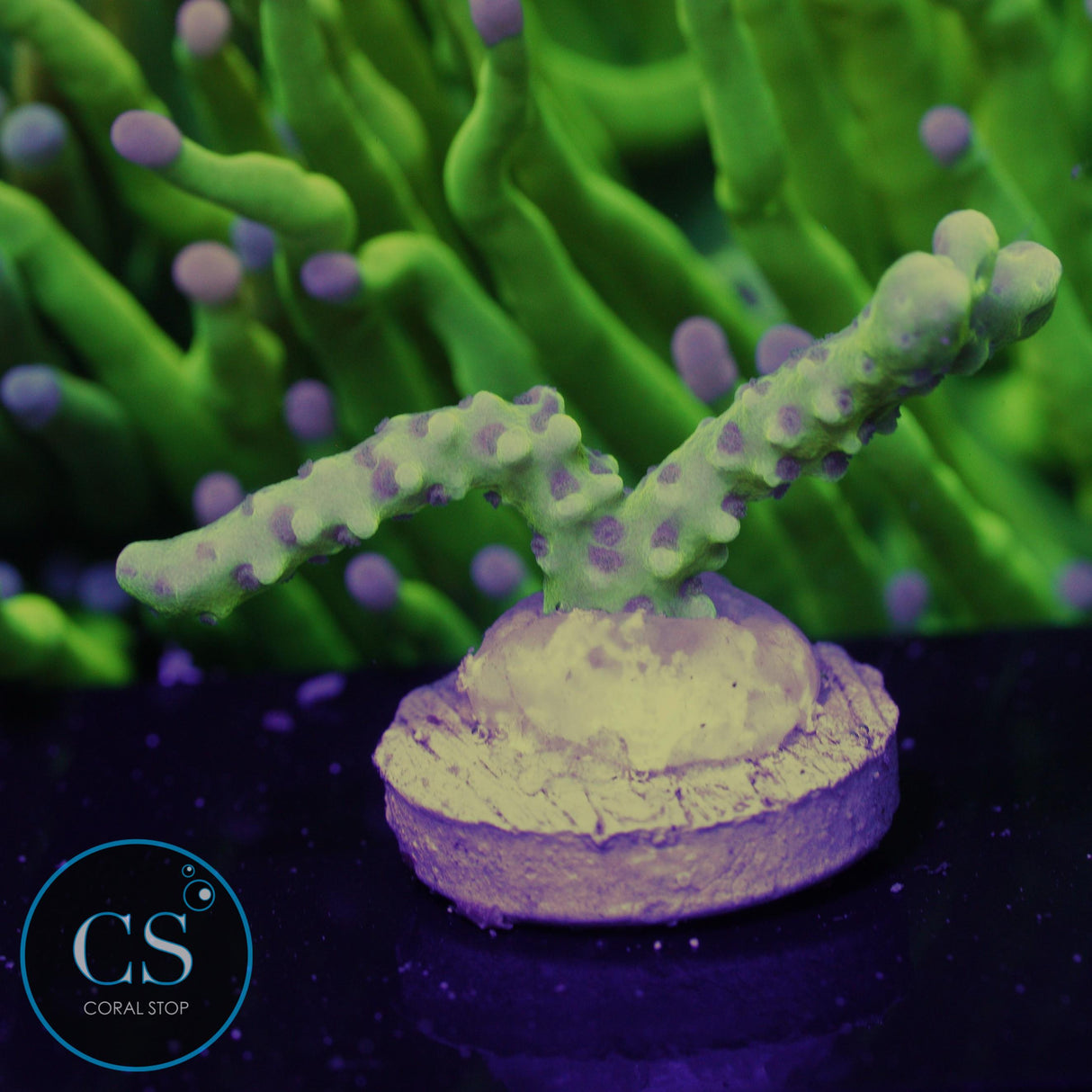 Goldenrod Anacropora