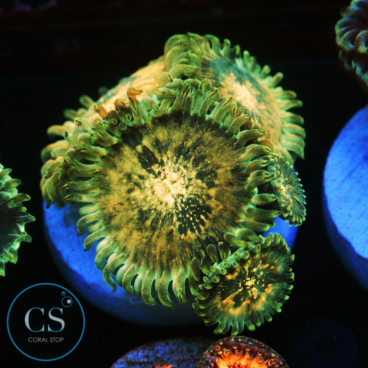 HAWAIIAN DING DANG ZOA